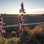 Visiting Big Bend