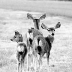 Critters Of Big Bend