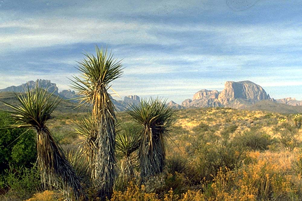 Ross Maxwell Scenic Drive