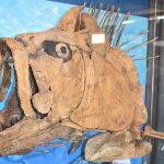 Fossil Discovery Exhibit Opens In Big Bend